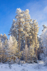 Wall Mural - Frosty pine woodland a cold snowy winter day