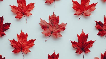 red autumn maple leaves arranged artistically on a clean white background showcasing nature's season