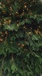 © boti1985 - Festive pine Tree Close-up with Warm Twinkle Lights and Fresh Pine Branches - Natural Holiday Evergreen Foliage with Golden Fairy Light Bokeh Background