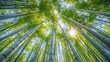 © adiba sakila atmari - Sun shining through tall bamboo forest.