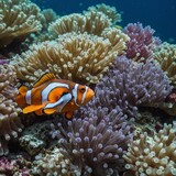 A clownfish darting in and out of a colorful anemone in a lively coral reef.