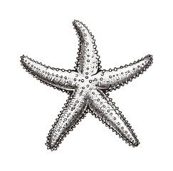 Wall Mural - star fish engraving black and white outline