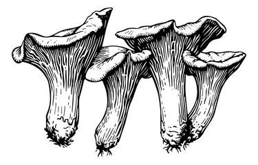 Wall Mural - mushroom chanterelles engraving black and white outline