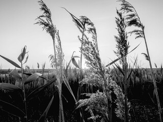 wild grass grows on a farm outside the city