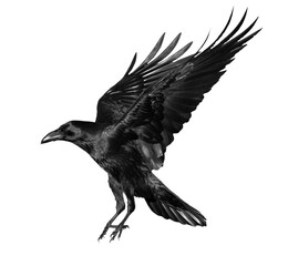 Wall Mural - A beautiful raven (Corvus corax) in flight isolated on transparent background