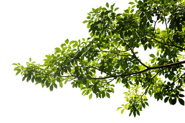 close-up view of a branch with beautiful green leaves, taken with natural light from behind, isolate