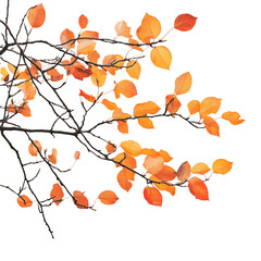 Leinwandbilder - Orange autumn leaves falling from branches with transparent background, perfect for seasonal designs
