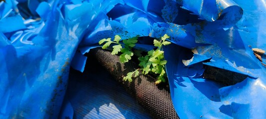 Closeup of new small green plant shoot growing on top of non degradable plastic waste dump wasteyard. Plastic pollution harming and damaging nature concept.