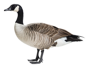 canada goose standing with a graceful posture, cut out - stock png.