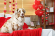 © Pixel-Shot - Cute Australian shepherd dog lying on bed in bedroom decorated for Valentine's Day celebration