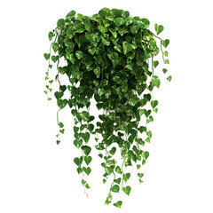 Poster - Beautiful potted plant with cascading vines, set against a transparent background, ideal for bringing a natural element to your designs