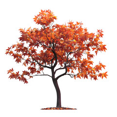 Leinwandbilder - 3d rendered small maple tree with vibrant orange leaves, on a transparent background, ideal for autumn-inspired projects