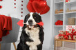 © Pixel-Shot - Bernese Mountain dog with Cupid's arrow at home on Valentine's Day