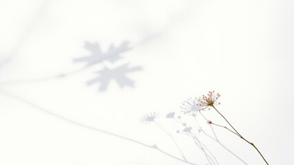 Wall Mural - Ethereal Winter Wonderland: Snowflake Shadow and Delicate White Flower on Pristine White Background