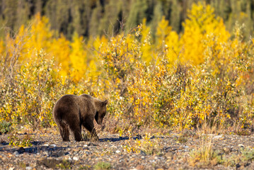 Grizzly Bear in Denali National Park Alaska in Autumn