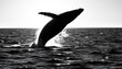 © Jacks Studio - Whale flipping tail above the sea, frozen in motion, symbolizing strength and freedom in nature