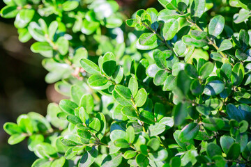 Wall Mural - Buxus microphylla is a type of dwarf evergreen shrub plant found in Japan. Background of green leaves.