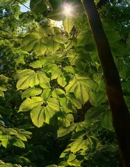 Canvas Print - Sunbeams filter through lush green leaves, creating a vibrant natural scene.