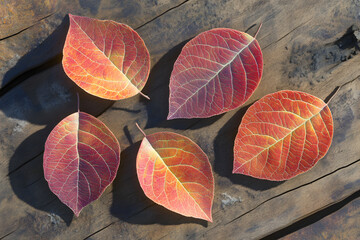 Wall Mural - autumn leaves on the ground