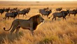© Maryna - Large lion stands in savanna. Many wildebeest graze in background. Golden hour light bathes grassy plain. Majestic predator watches herd. African safari scene. Beautiful wildlife landscape.