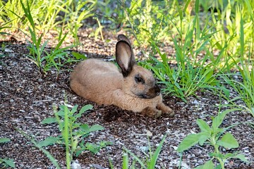 Wild Brown Bunny Rabbit Resting in the Shade.