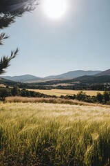 Wall Mural - A serene landscape featuring rolling hills, a golden field, and a bright sun overhead.