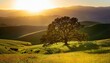 © Marie K - evening light through a young oak tree in the rolling hills of marin county california