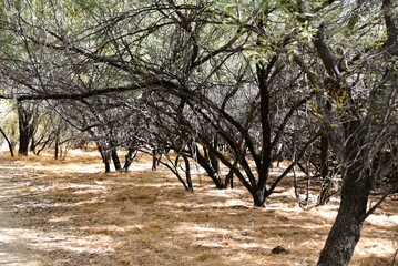 Wall Mural - Mesquite trees in Wickenburg Arizona