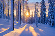 © Sunshower Shots - Snow covered cold winter forest trees scenery at sunrise, nature