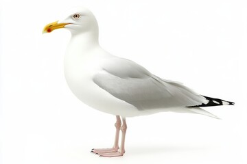 Seagull white feathers yellow beak orange eye detailed plumage standing pose side view