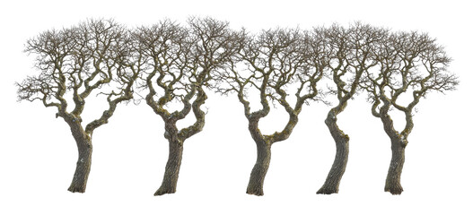 Five Bare Winter Trees Nature Branches Trunk Landscape