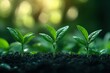 © Atiq Fuad - Three young plants are growing in the dirt