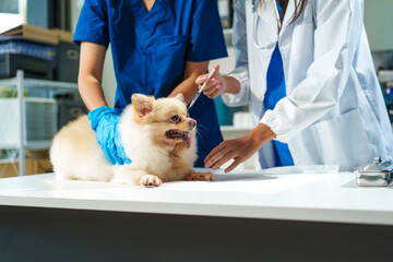 Two female veterinarians are working at an animal hospital. They are examining dogs to diagnose diseases. A small dog is being checked by one veterinarian at the clinic