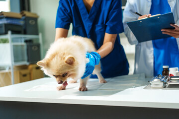 Wall Mural - Two female veterinarians are working at an animal hospital. They are examining dogs to diagnose diseases. A small dog is being checked by one veterinarian at the clinic