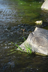 Canvas Print - Solitary Wildflower Blooming by a Large Rock in Flowing Stream