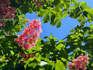 Wall Mural - Spring Red horse chestnut tree Aesculus carnea blossom in green foliage.