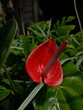 © kartisonsimanjuntak - Red blossom flowers in the home garden 2
