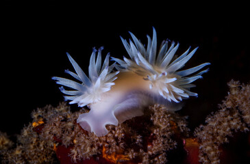 Wall Mural - a nudibranch at shallow depths off the coast of Chile