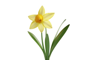 Poster - Yellow daffodil flowers in bloom isolated. PNG transparent.