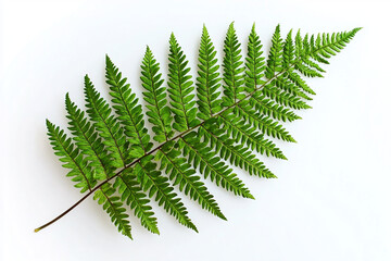 Canvas Print - Green fern leaf displayed on a simple white background