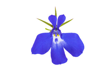 Wall Mural - blue lobelia isolated