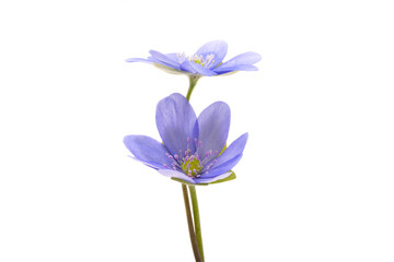 Wall Mural - hepatica nobilis isolated