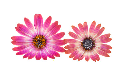 Poster - Osteospermum Flower isolated