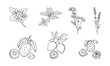 © chekiwart - Hand drawn tea flavors set. Natural aroma ingredients such as soursop, bergamot, lemon, mint, jasmine, chamomile and lavender