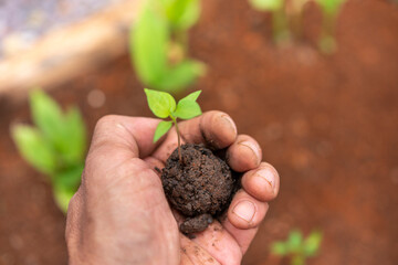 hand holding a young plant with soil in the garden, nature background, environment concept.