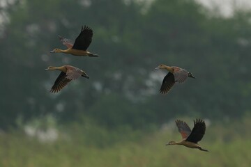 Flock of Lesser Whistling-Ducks in flight against a sky