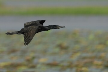 Wall Mural - Cormorant in Flight Over Wetland