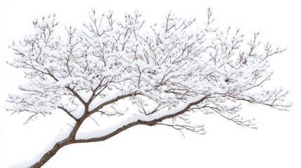 Sticker - Branches of a snow tree isolated on white background