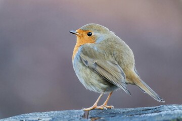 European robin (Erithacus rubecula), known simply as the robin or robin redbreast