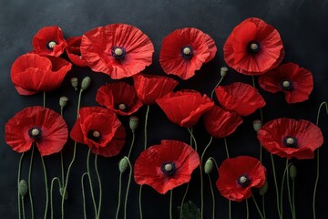 Wall Mural - a close up of red poppy flowers on a black background